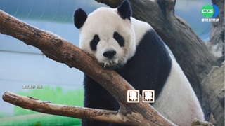 貓熊團團"口吐白沫"生病 動物園證實:腦軟化