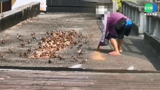 吸睛! 公園上百麻雀跟著餵食騎士後頭飛