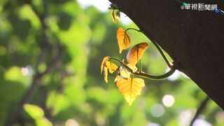 秋老虎來了！白天高溫上看31度 日夜溫差達10度