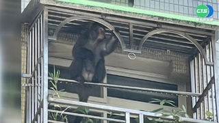 內湖住宅區驚見"巨猴" 路過騎士慘遭抓傷