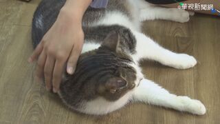 行政職26K 主要工作撸老闆「2隻貓」中網超羨慕