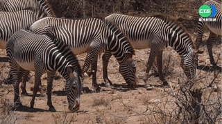 非洲之角極端乾旱 瀕危細紋斑馬生死考驗
