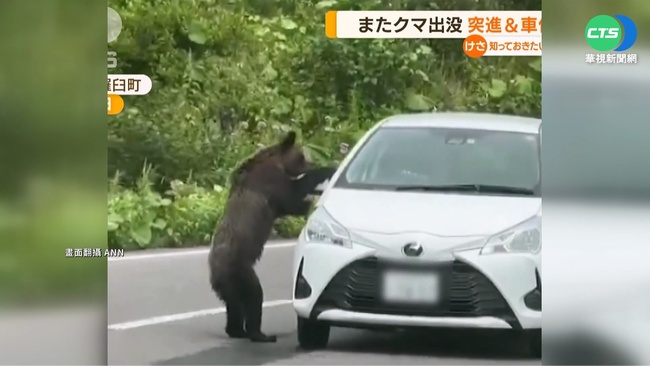 北海道野熊頻出沒 追車爬引擎蓋嚇壞遊客 | 華視新聞