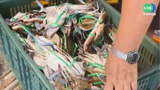 "秋蟹季"大盤點 本土花蟹鮮甜人氣最旺