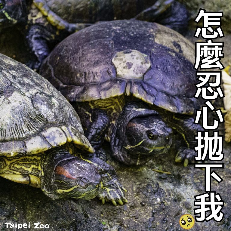 圖文來源 台北市立動物園