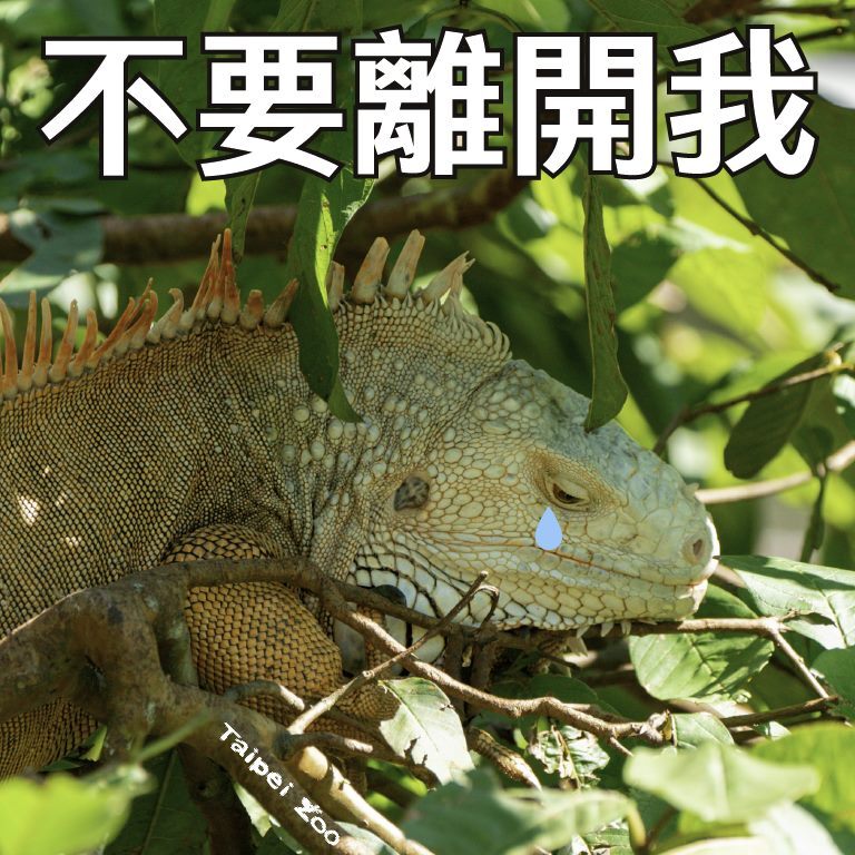 圖文來源 台北市立動物園