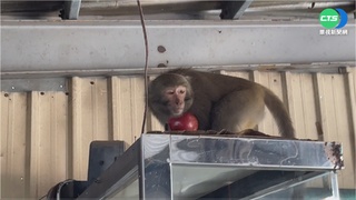 即日起禁養台灣獼猴！未通報者依法最高可開罰25萬元
