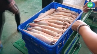 漁民兩樣情 大砲卷大豐收賺50萬 牡蠣產量少1/3