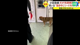 柴犬迷途受驚.鑽進車廂 釀火車大誤點!