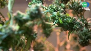 拜登兌現選前承諾 宣布赦免"持有大麻"罪犯