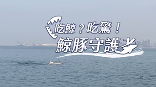 血色海洋 當海豚端上桌｜鯨豚守護者｜華視新聞雜誌