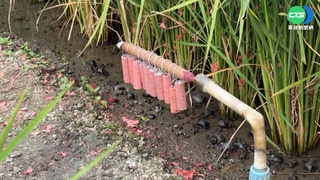 稻穀結穗麻雀搶食  農民自製"定時炮"嚇鳥
