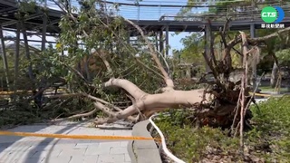 風大!鰲峰山公園樹塌 當場砸中2男1童