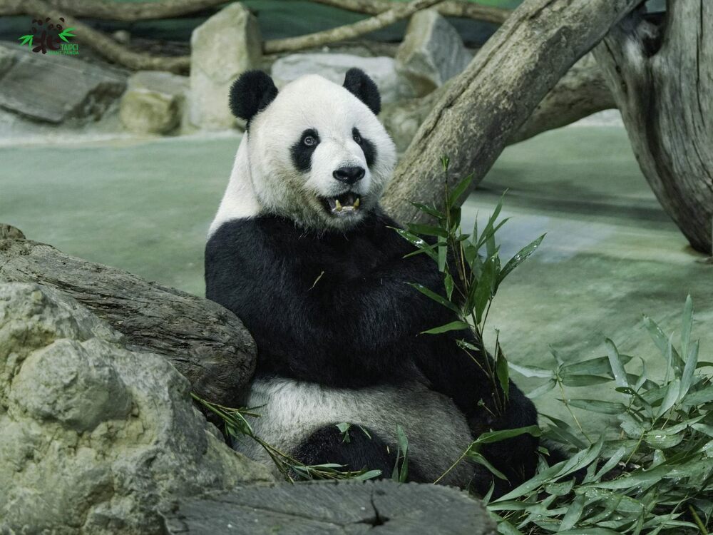 為了維持「團團」應有的生活品質，近期仍會安排牠回到展示場活動 / 圖文來源 台北市立動物園