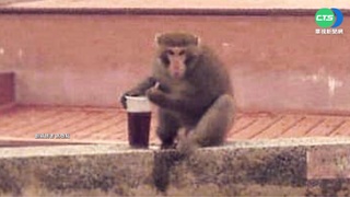中山大獼猴又進化? 蹲牆上插吸管喝紅茶
