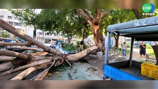 無風無雨大樹倒! 高雄菩提樹斷壓毀5車