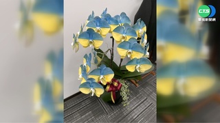 外銷蝴蝶蘭介質被驗出雜草 遭美退23貨櫃