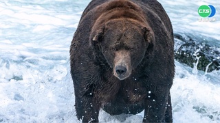 阿拉斯加胖熊周賽 "棕熊747"重635公斤奪冠