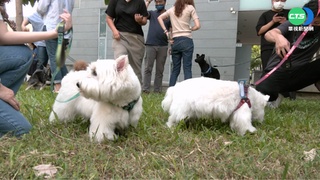 跟毛孩一起上班! 高市府推"員工寵物友善日"