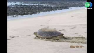 澎湖嵵裡沙灘迎嬌客 居民發現綠蠵龜產卵