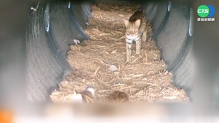 萌!石虎母子走跨河通道 安全返家全紀錄