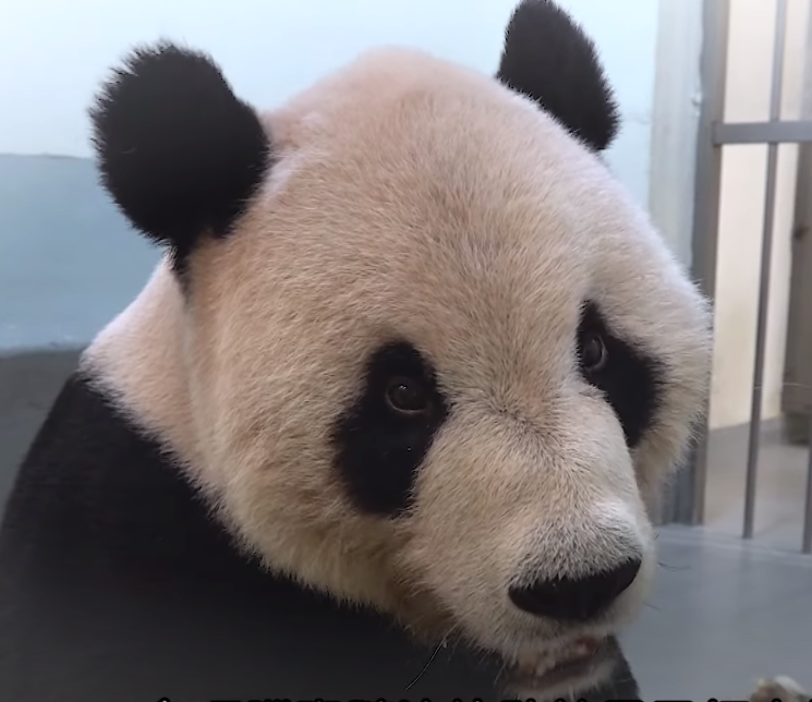 圖片翻攝自 台北市立動物園 YouTube