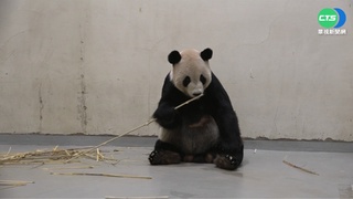 "團團"後腿無力.食慾不振 出關計畫喊卡
