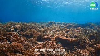 【台語新聞】數位化保育海洋 珊瑚復育進入NFT市場