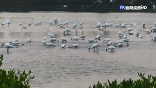 嘉義黑面琵鷺數量創紀錄 覓食.群飛畫面驚人