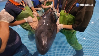 小抹香鯨母女擱淺 "母鯨獨活"搶救好轉中