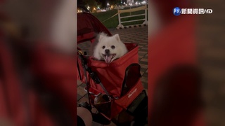 遛狗遭路人甩棍暴打 愛犬"跑不動"被打死