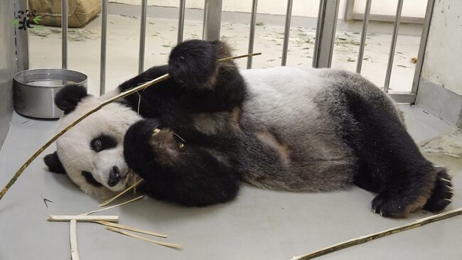 「團團」檢查結果出爐！惡性腫瘤機率高 動物園採舒緩照護 | 華視新聞