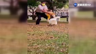 大白鵝追咬女童 家人抱起用腿揮擊