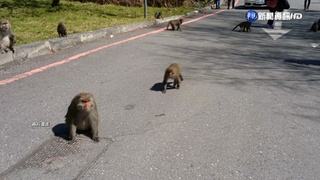 武陵停車場獼猴跳車內狠咬 登山客手掌縫7針