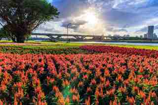 大稻埕旁8萬盆河濱花海盛開！快來「環騎台北」拿好禮