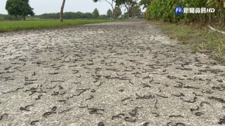 颱風前水氣豐沛! 萬隻蚯蚓竄出嚇壞民眾
