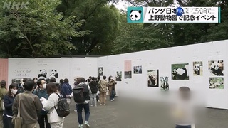 上野動物園迎貓熊50年 舉辦盛大慶祝活動