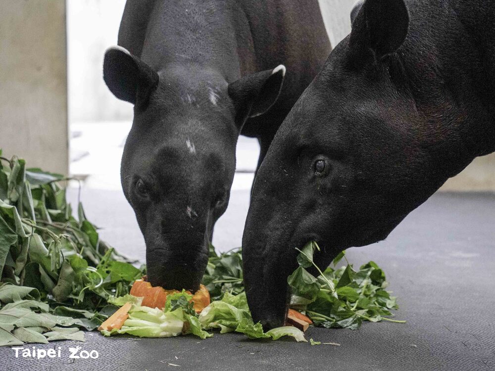 「貘莉」（右）和「貘花豆」一起享用萬聖節大餐 圖文來源 台北市立動物園