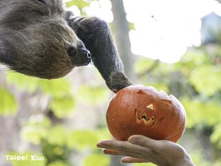 北市動物園慶萬聖 動物們季節限定美食「南瓜」重磅回歸