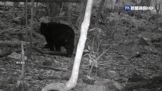 拍到黑熊+加入巡護 林管處祭最高11萬獎金