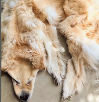 離世寵物製成地毯引熱議 民眾接受度不同 業者澄清：非地毯