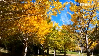 中高海拔溫差大 武陵金黃銀杏林"爆開"