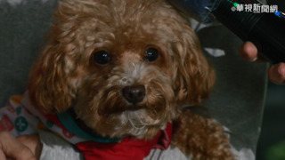 愛狗情緒驟變? 醫師點出關節「4點」要注意