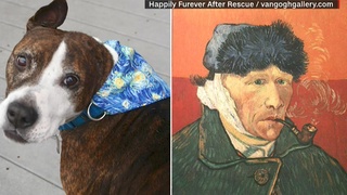 獨耳狗藝術天分高! 作品畫風抽象如"梵谷"