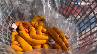 彰化首批5千尾烏魚上岸 價格貴1-2成