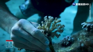2050年9成珊瑚恐消失! "珊瑚園丁"拚搶救