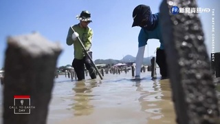 香港生蠔養殖沒落 廢棄蠔田孕育海洋新生機