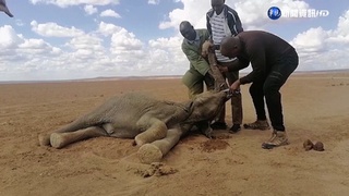 40年最嚴重乾旱! 渴死肯亞"一整世代"象群
