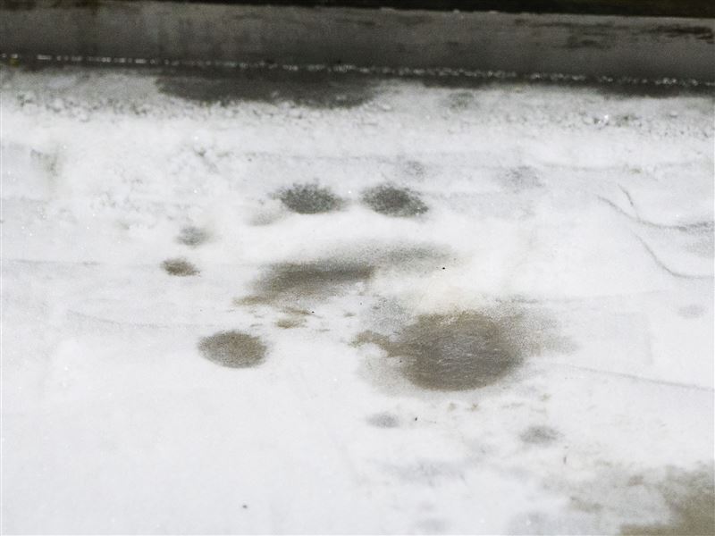 冰床上的「熊掌」／台北市立動物園提供