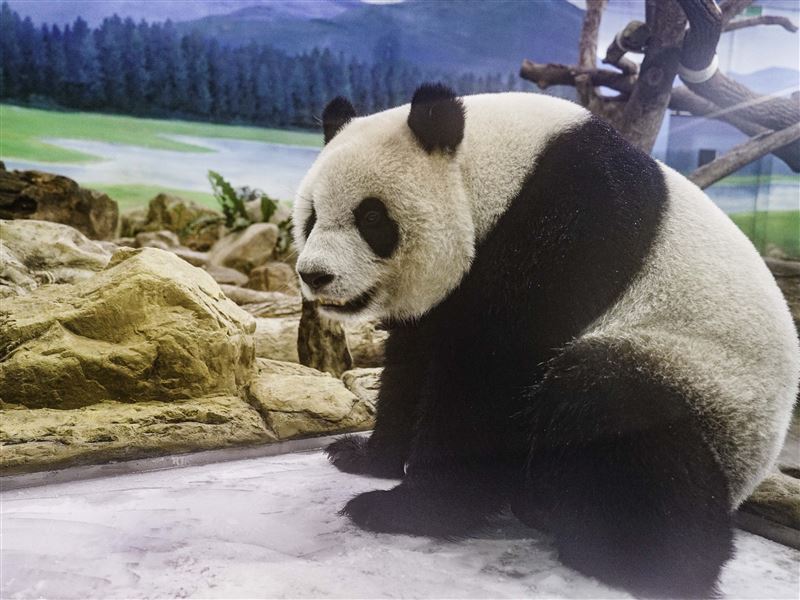 圓仔在冰床上玩耍／台北市立動物園提供